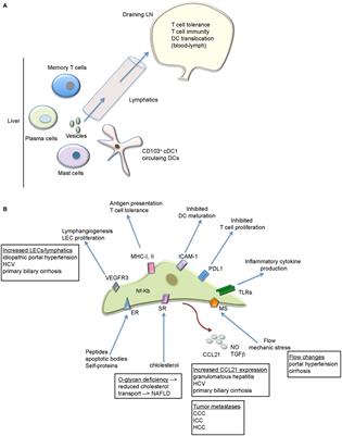 The Role of Lymphatic Endothelial Cells in Liver Injury and Tumor Development